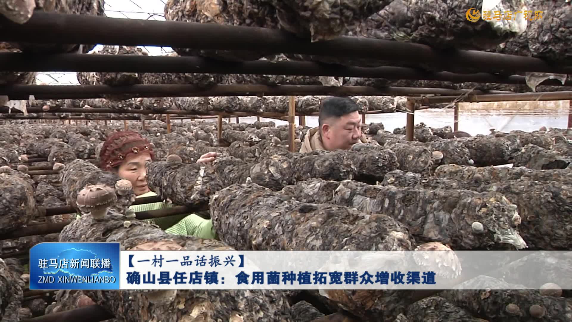 【一村一品话振兴】确山县任店镇：食用菌种植拓宽群众增收渠道