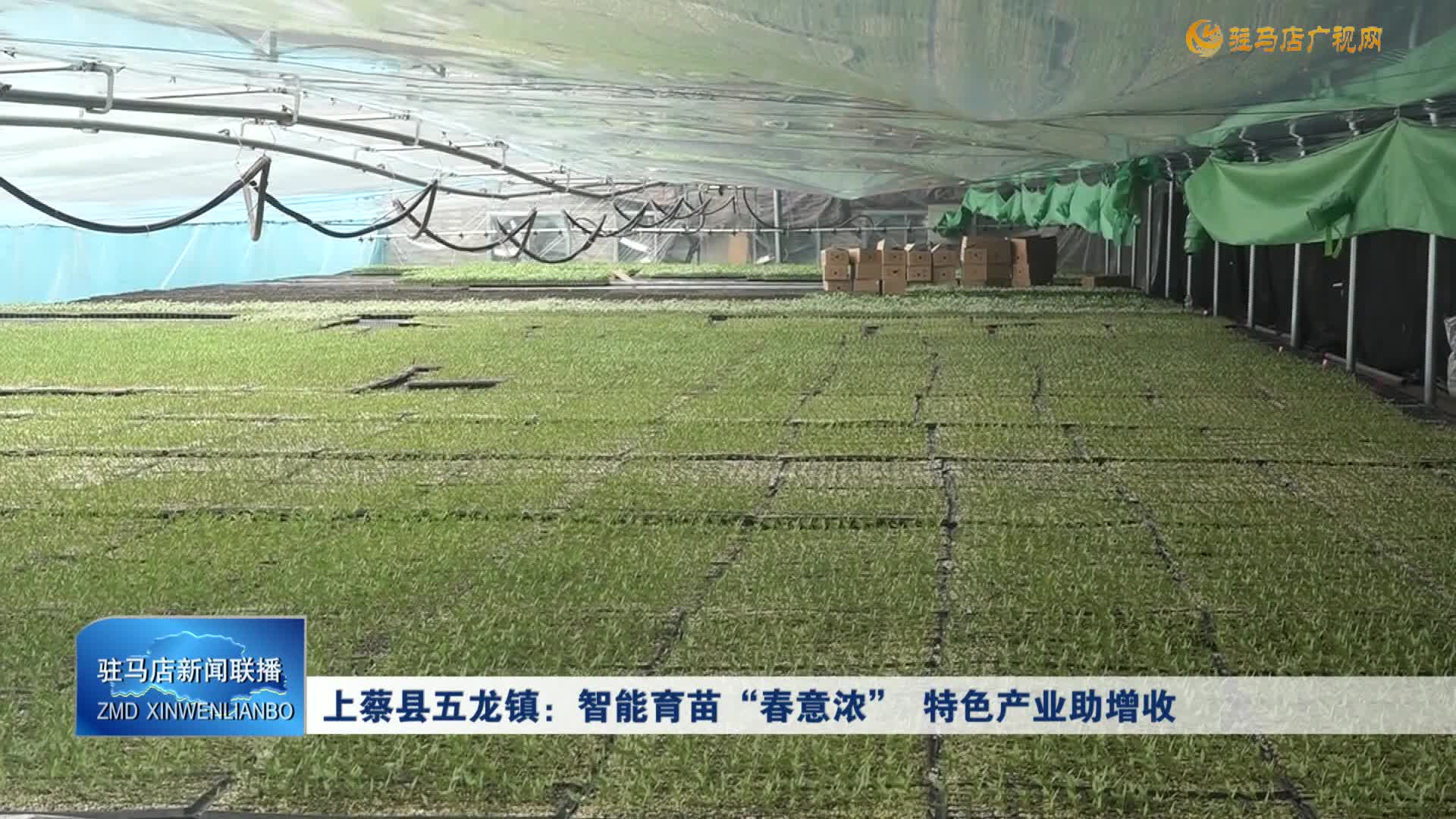 上蔡县五龙镇：智能育苗“春意浓” 特色产业助增收