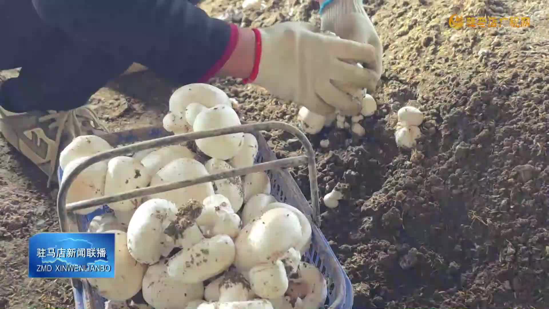 河南啟慧農(nóng)業(yè)：秸稈變“菇糧”  蹚出生態(tài)農(nóng)業(yè)新路徑