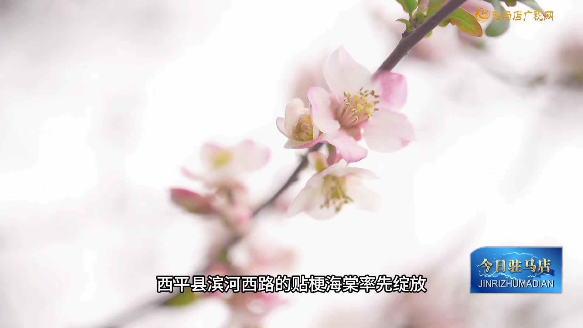 西平：貼梗海棠迎春綻放 百萬株海棠即將盛放