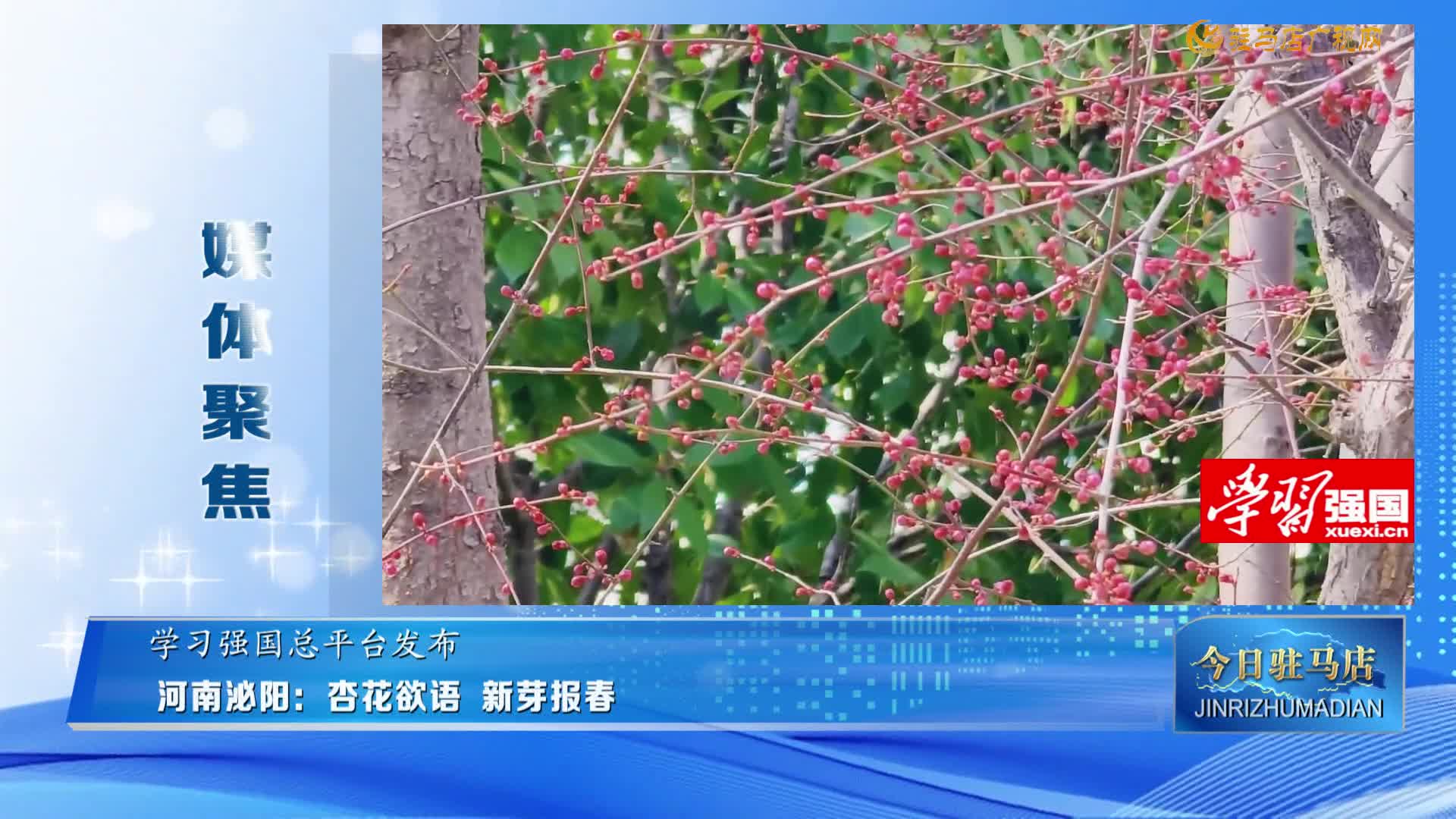 【媒體聚焦】河南泌陽：杏花欲語 新芽報春 ......