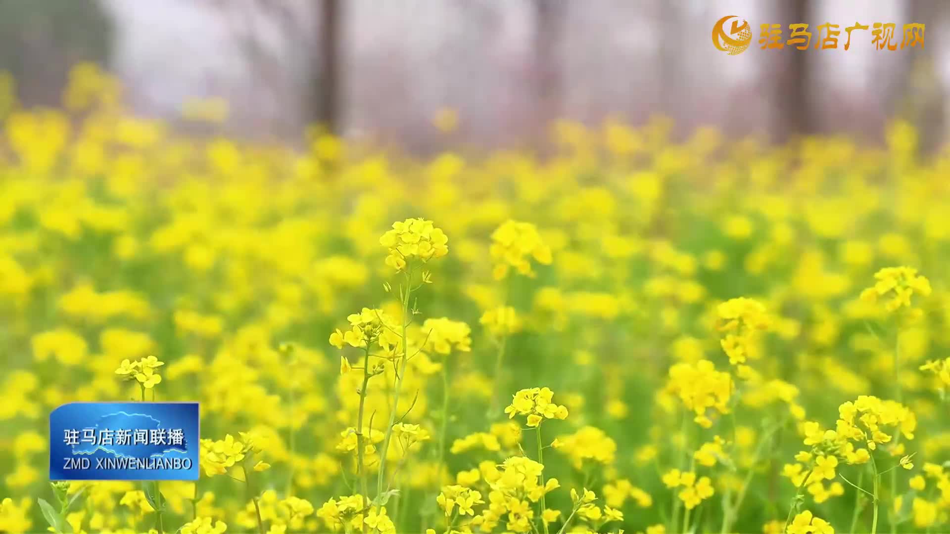 【大美天中】漫画春日！驻马店蚂蚁山花海惊艳上线