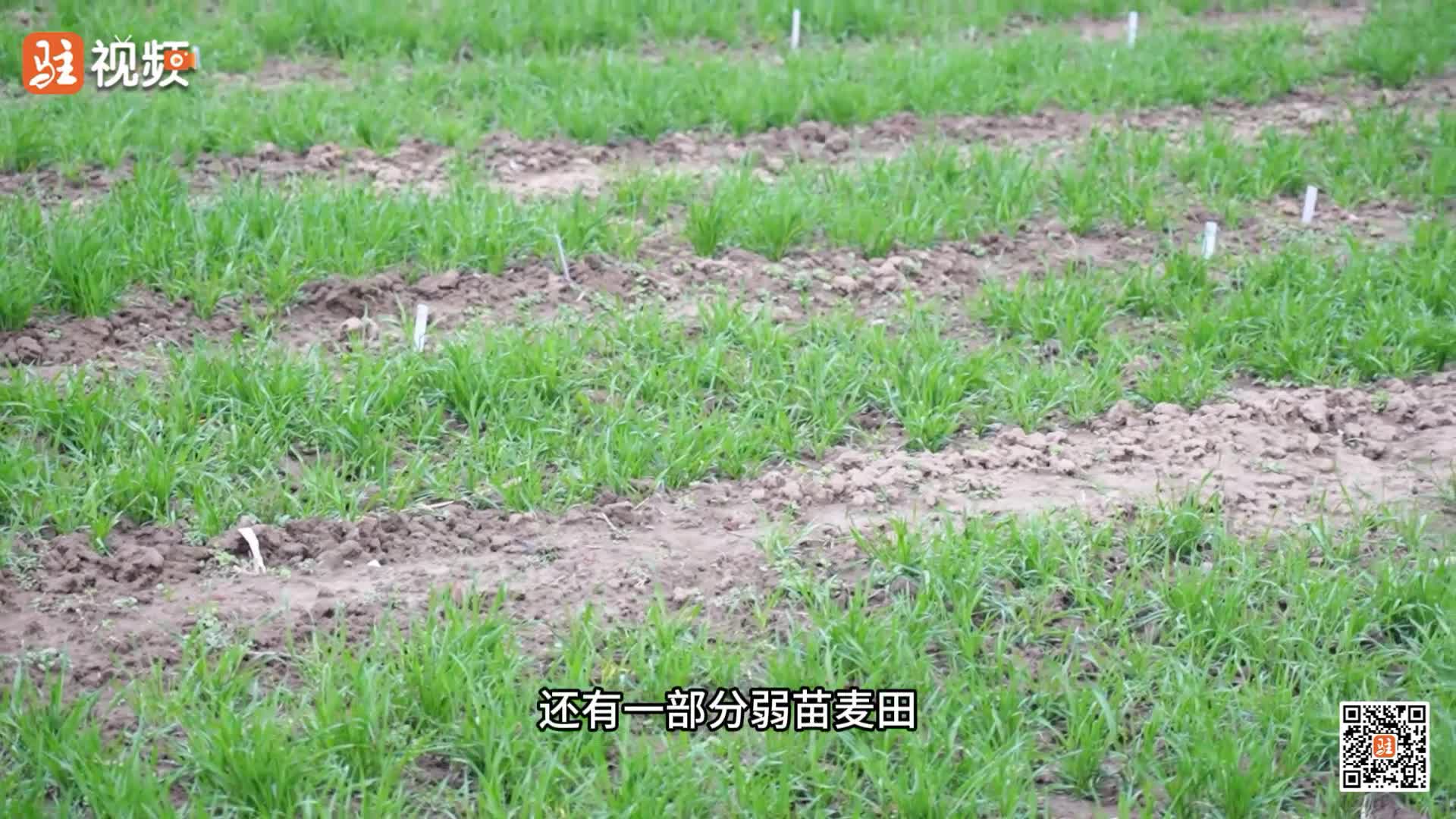 做好春季麦田管理 为夏粮丰收打下坚实基础......|《今日驻马店》资讯第245期