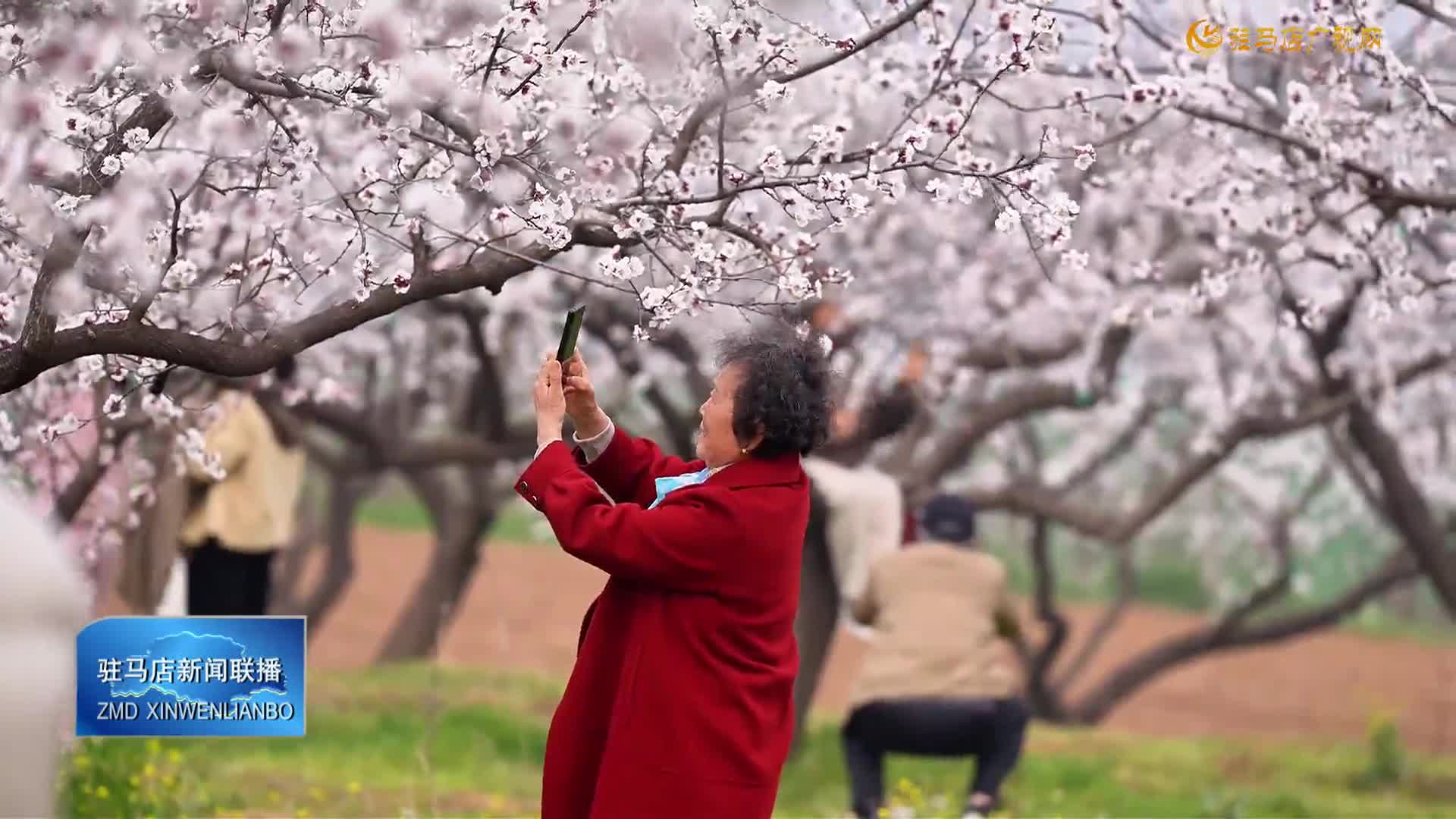 【大美天中】驻马店白龙泉村：杏花盛放引客来
