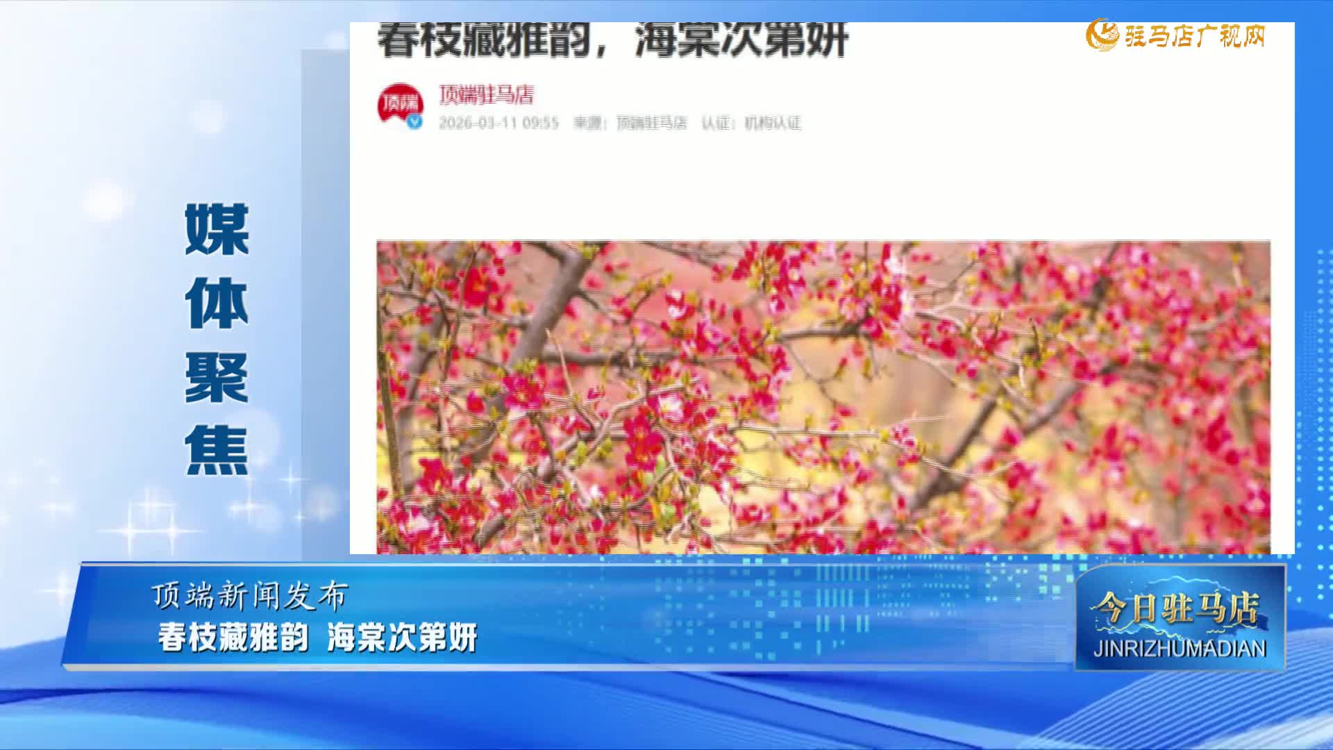 【媒体聚焦】春枝藏雅韵 海棠次第妍......