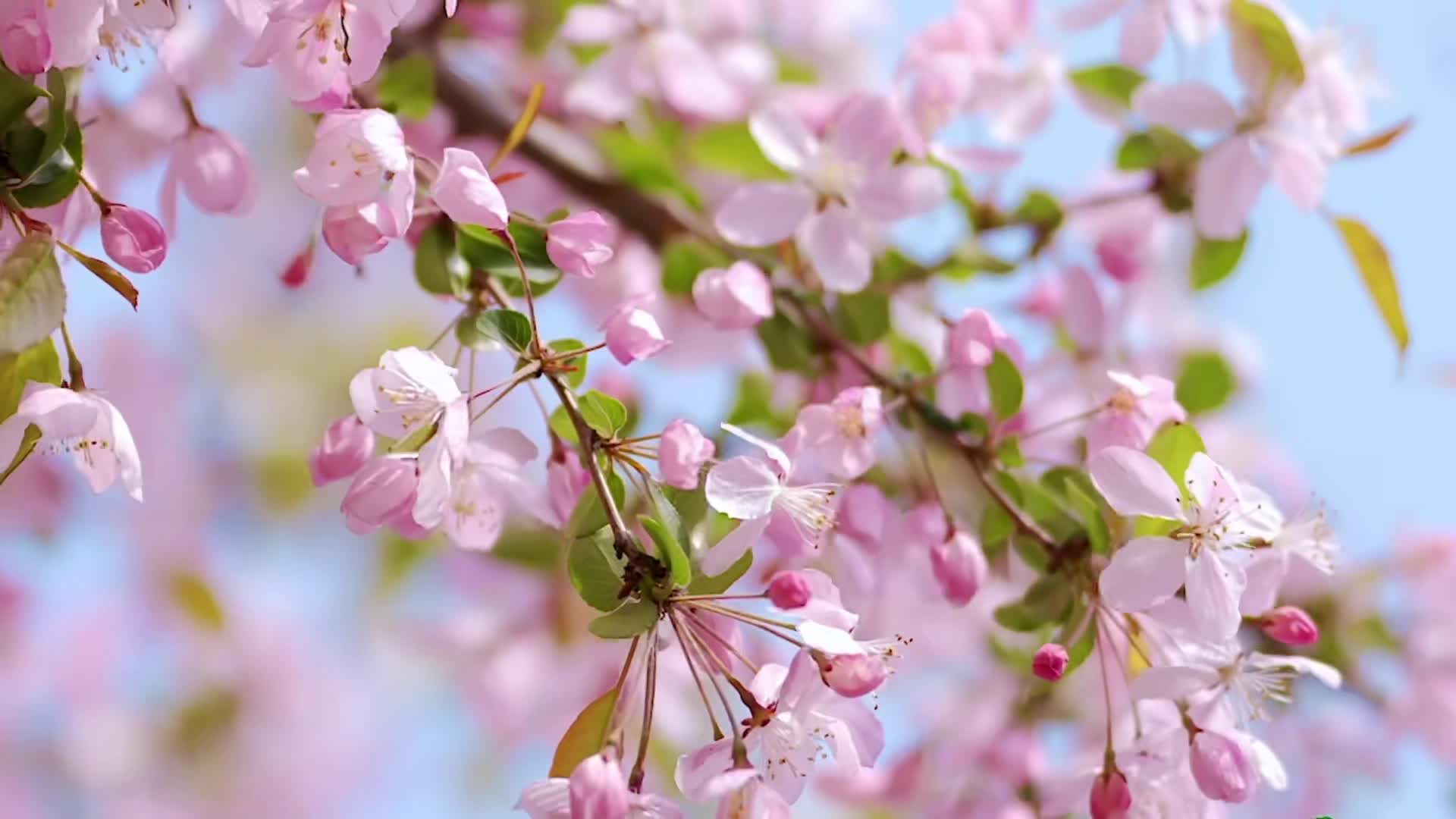 三月，请走进驻马店的春天里 #玻璃杯绿茶转场 #转场 #氛围感