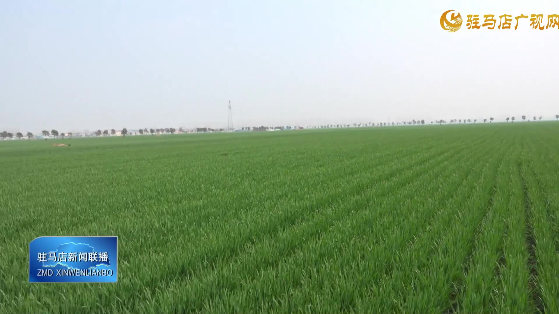 【春管正当时】上蔡县：田间春管忙 农技下田保丰收