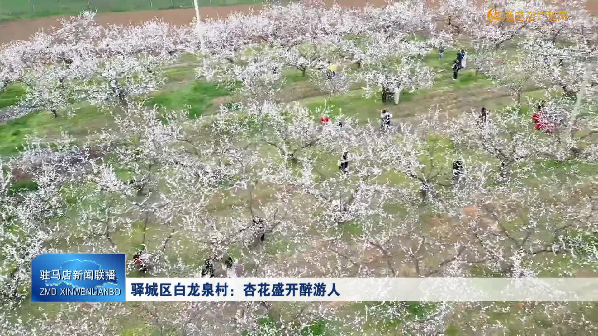 驿城区白龙泉村：杏花盛开醉游人