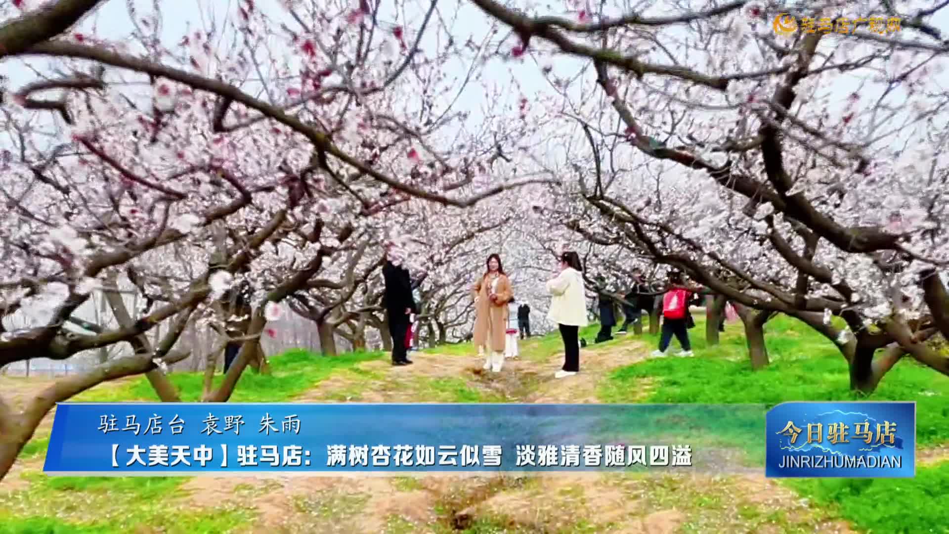 【大美天中】}驻马店：满树杏花如云似雪 淡雅清香随风四溢