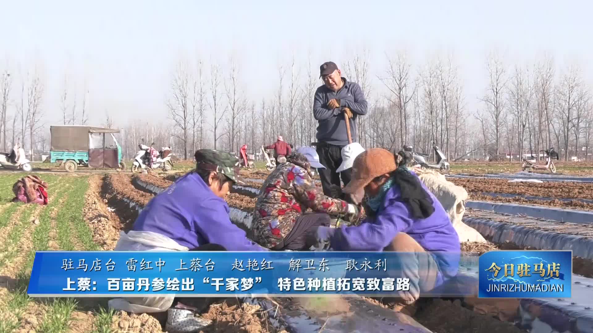 上蔡：百亩丹参绘出&ldquo;千家梦&rdquo; 特色种植拓宽致富路