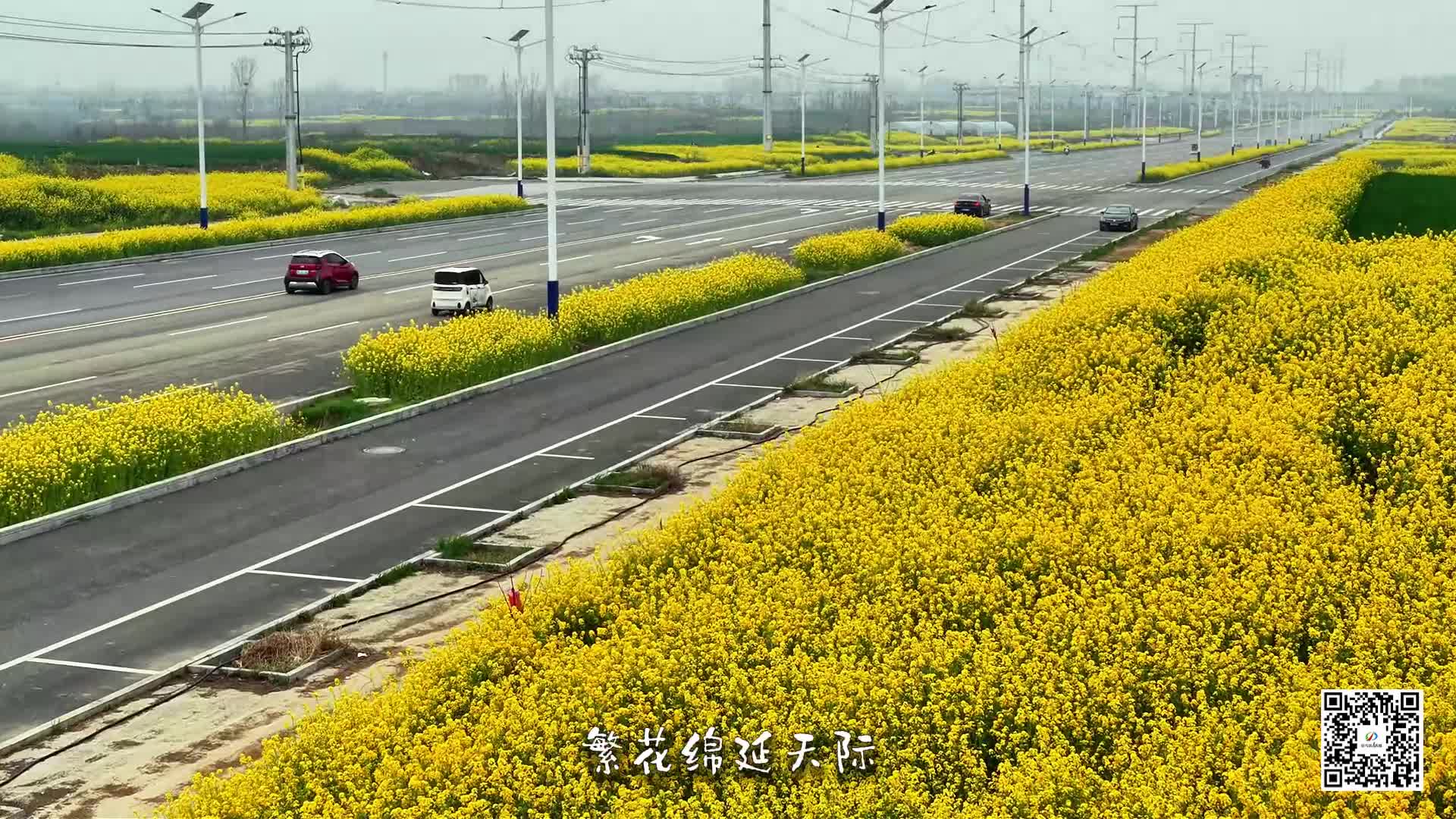 奔赴金色花海，定格春日浪漫