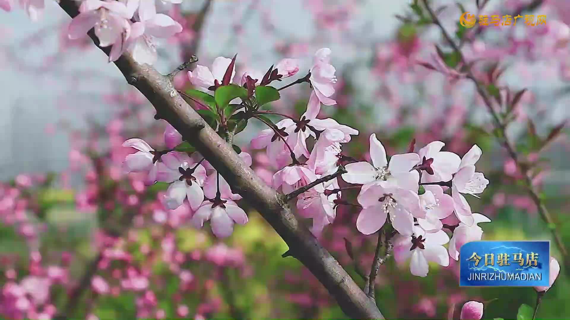 大美驻马店：西平海棠 不负春光 