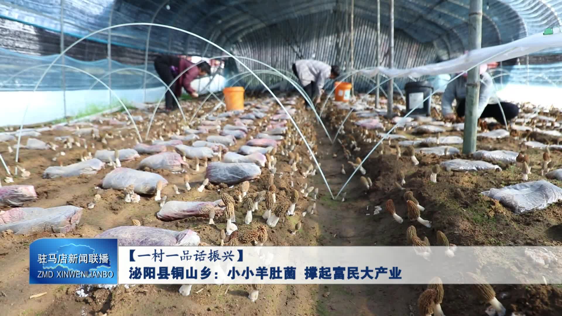 泌阳县铜山乡：小小羊肚菌 撑起富民大产业