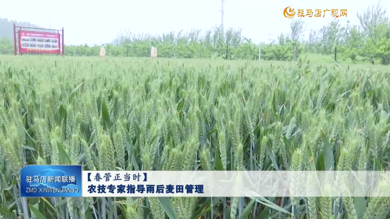 【春管正当时】农技专家指导雨后麦田管理