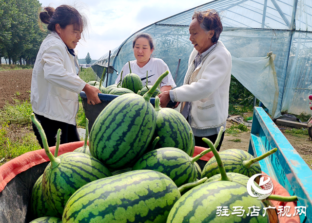 平舆县东皇街道：大棚瓜果香飘四方 特色种植巧念&ldquo;致富经&rdquo;