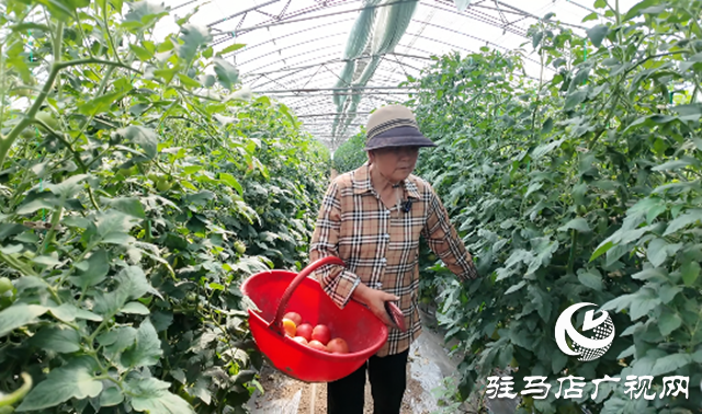 驿城区水屯镇：番茄丰收&ldquo;映红&rdquo;致富路 特色种植助力乡村振兴