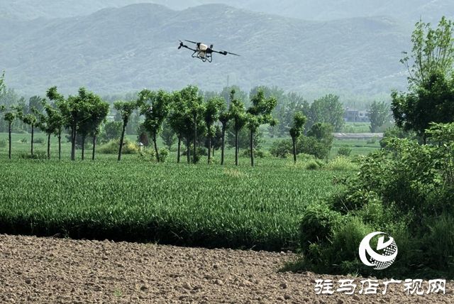 刘阁街道开展小麦&ldquo;一喷三防&rdquo;作业 筑牢夏粮丰收防线