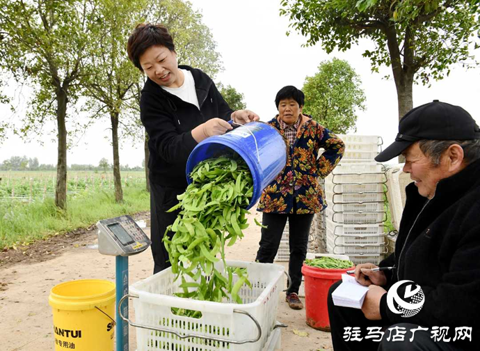 新蔡黄楼：荷兰豆迎来采摘旺季 绿色产业绘就农户增收新图景