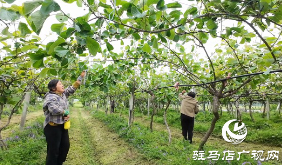 正阳县闾河乡：猕猴桃春管正当时 疏花掐尖促丰产