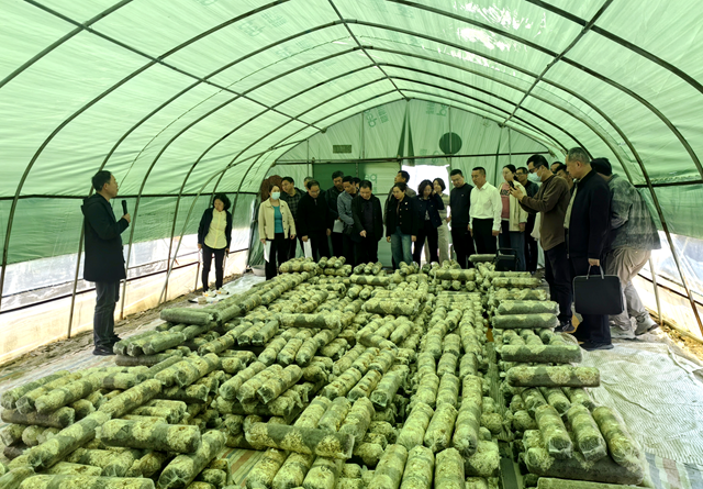 河南香菇菌棒低温存贮技术观摩培训会在驻马店举行