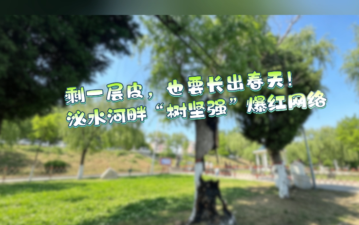 剩一层皮，也要长出春天！泌阳泌水河畔&ldquo;树坚强&rdquo;爆红网络