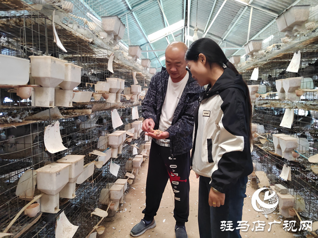 西平县人和乡河沿张村：蛋鸽养殖绘就乡村振兴新图景