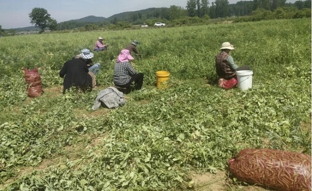 确山县瓦岗镇：高山豌豆喜获丰收 特色产业助力乡村振兴