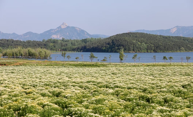 泌阳县：铜山湖畔五百亩洋甘菊花海盛放