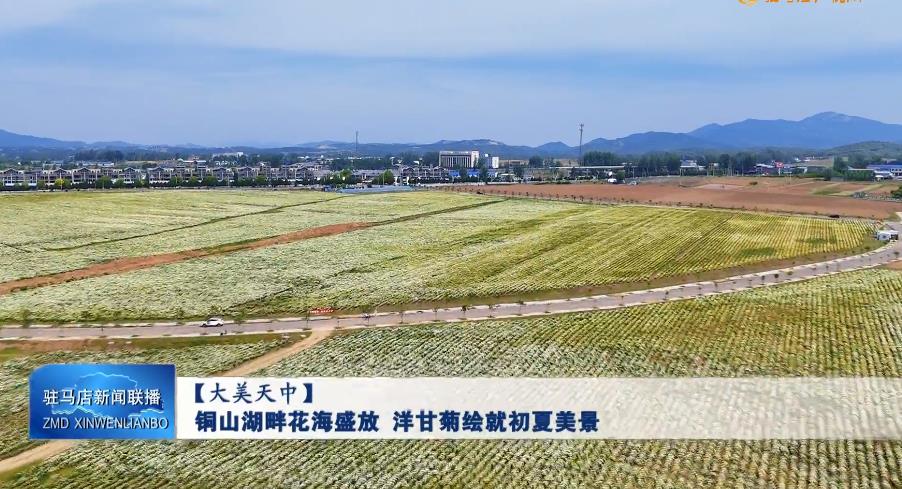 【大美天中】 铜山湖畔花海盛放 洋甘菊绘就初夏美景