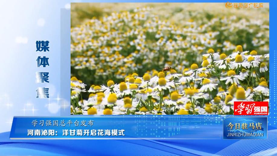 【媒体聚焦】河南泌阳：洋甘菊开启花海模式......