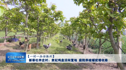新蔡杜李庄村：贵妃鸡盘活闲置地 庭院养殖铺就增收路