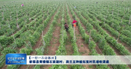 新蔡县黄楼镇石家湖村：荷兰豆种植拓宽村民增收渠道