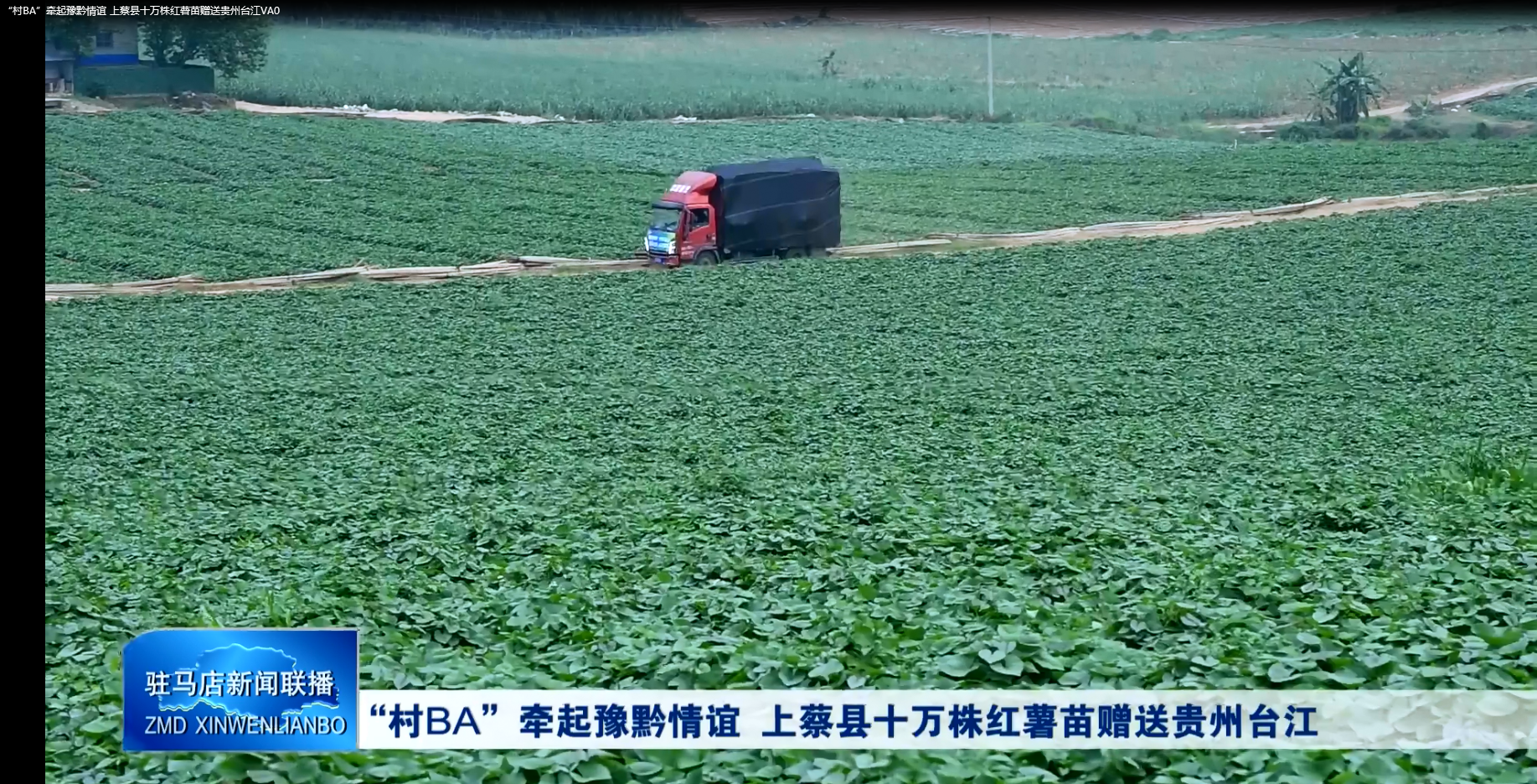 &ldquo;村BA&rdquo;牵起豫黔情谊 上蔡县十万株红薯苗赠送贵州台江