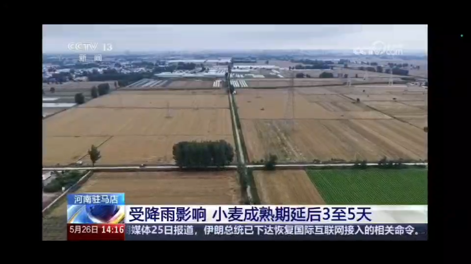 河南驻马店麦收关键窗口遇降雨 有何影响？