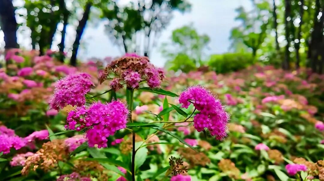 慢游遂平 赴一场初夏之约