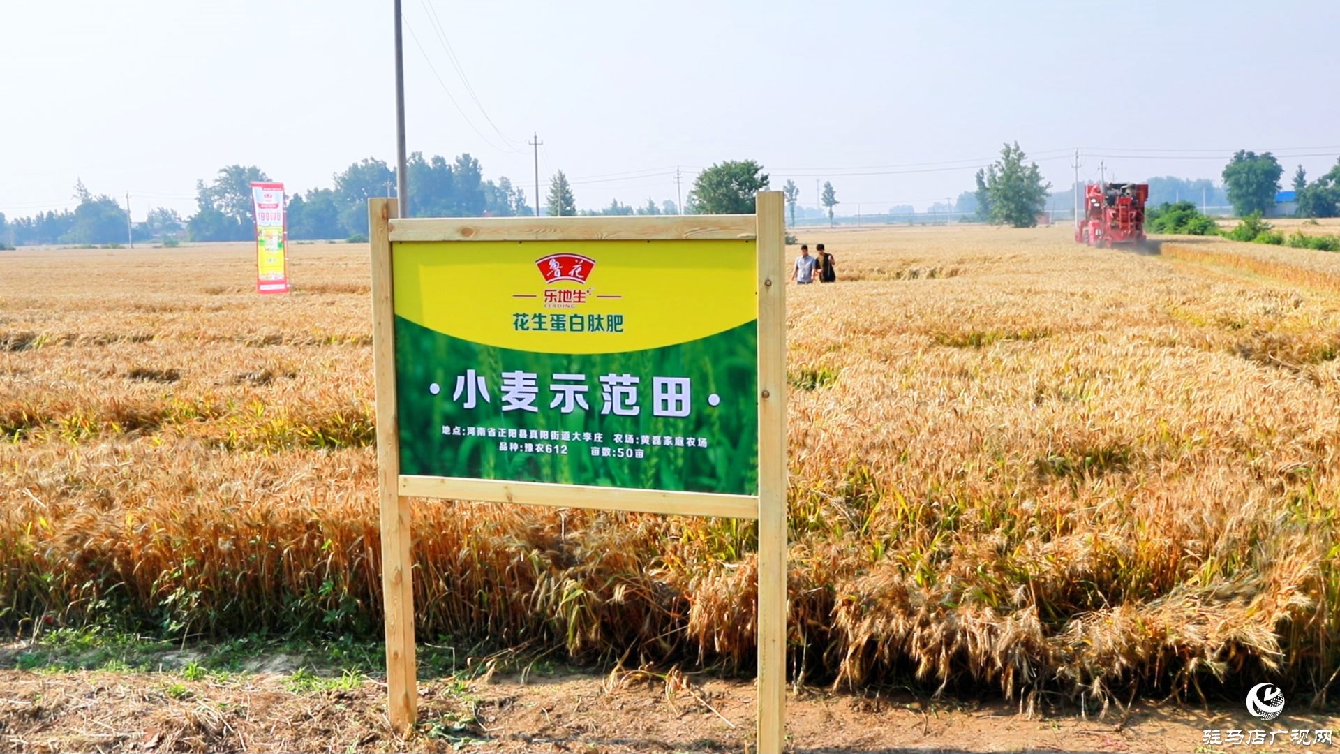鲁花&ldquo;花生蛋白肽肥&rdquo; 助力小麦增产提质