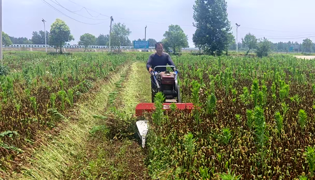 确山县瓦岗镇：夏枯草喜迎丰收